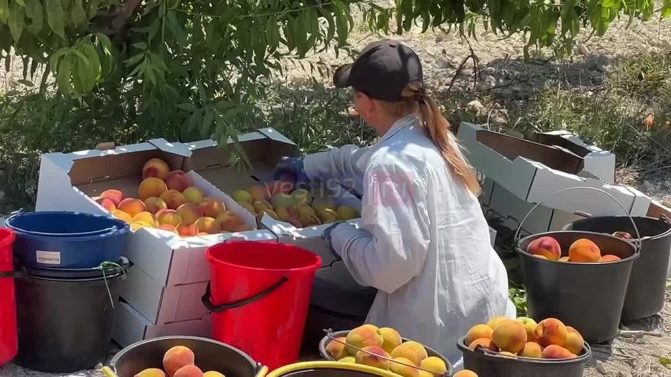 На одном из Севастопольских агропромышленных предприятий завершают сбор персика