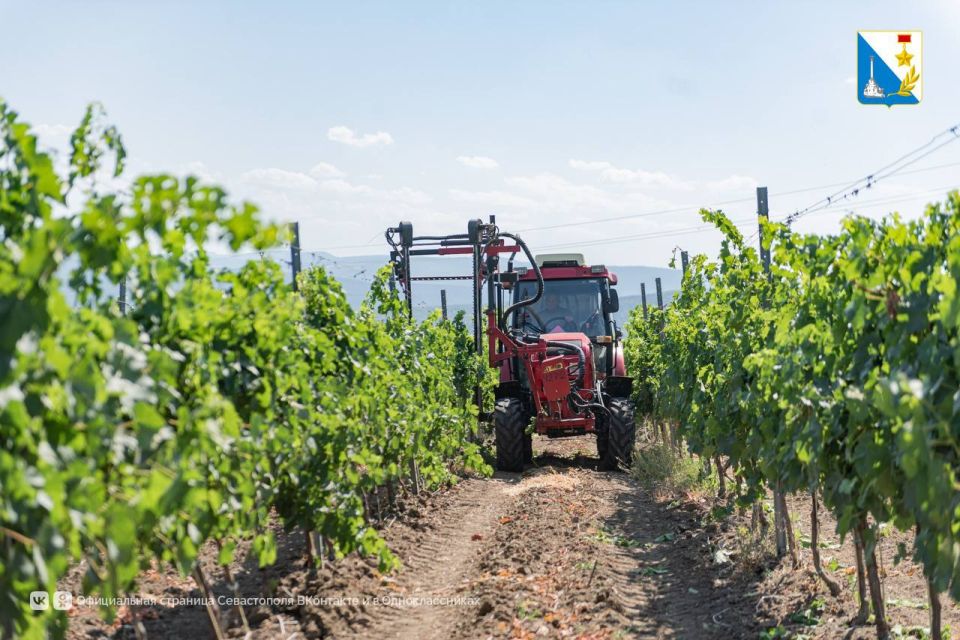 Молодые аграрии получат единовременные выплаты до 250 тысяч рублей