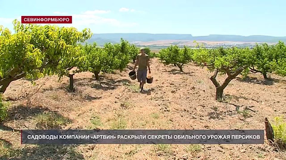 Севастопольские садоводы раскрыли секреты обильного урожая персиков