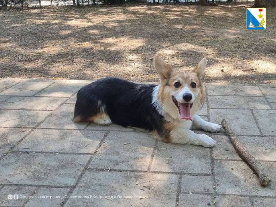 Как помочь домашним животным в жару?