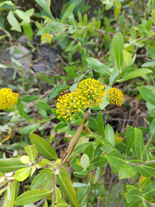 #��� ��� ������?. ���� ��������� � ������� ������� � ������� ������ ������� �������� "������� �������"