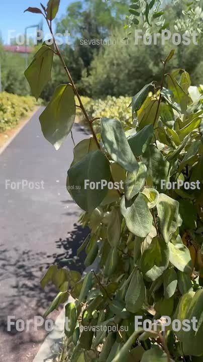 #���_�����. � ������ 60-����� ���� ������������ ������, ���������� ����� ������� �������, ��� ����� ����� � �� ���� �� ������� ������