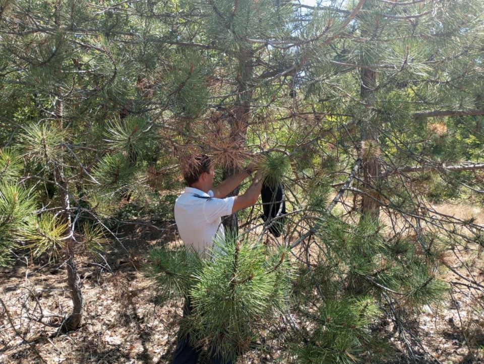 � ������ ����������� ������������ ��������������� ��������� �� 2025 ���, ���������� �������������� ����������� � ����������������� ���������� ���������� ������� ��� ��������� ����������