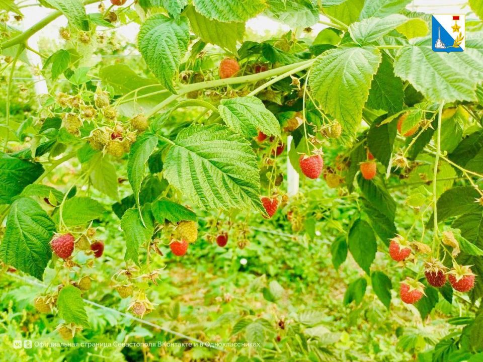 ��������������� ��������� ������ ���� ������