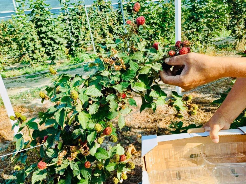 � ����������� ������ ���� ������