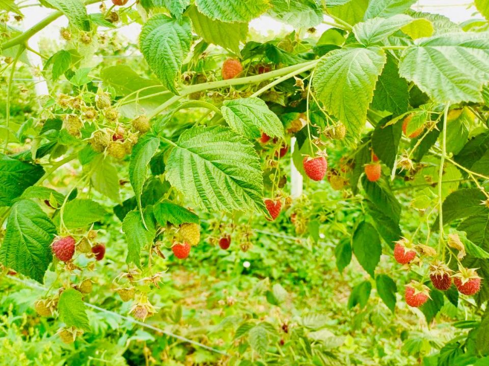 ��������������� ��������� ������� ����� ��������� ������