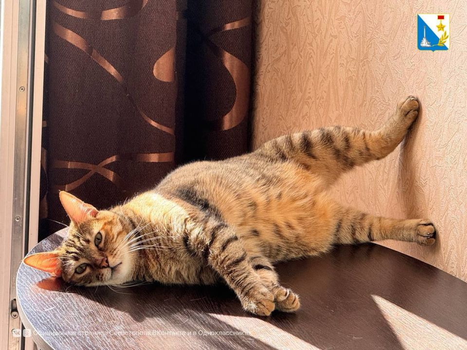 Бесплатная вакцинация. Завтра ветеринары проведут бесплатную вакцинацию кошек и собак