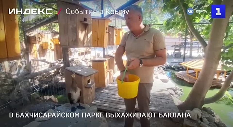 Баклан с повреждённым крылом, которого спасли на набережной Алушты и передали в Бахчисарайский зоопарк, выздоравливает
