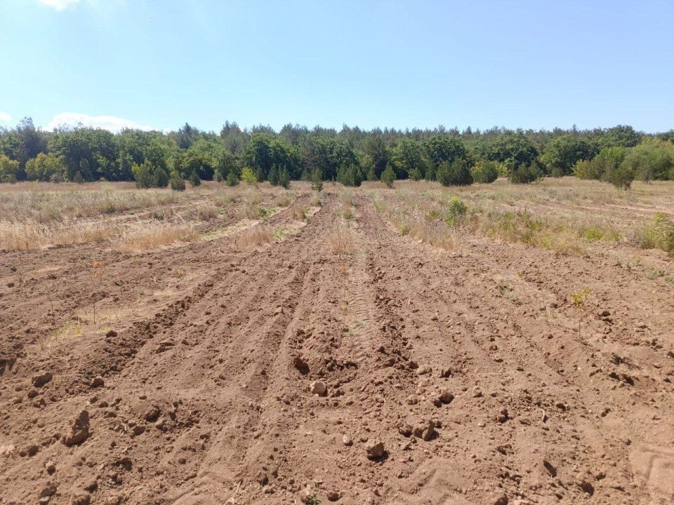 В Севастопольском лесничестве активно ведутся лесохозяйственные работы