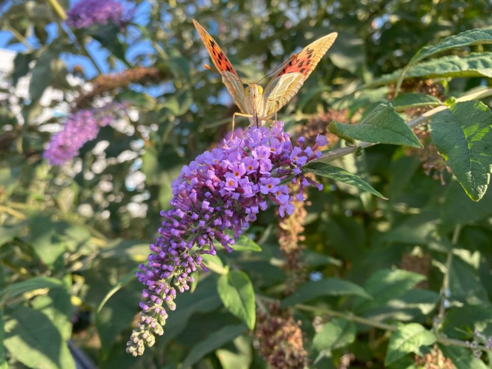 ������� ������ � ����� �� 26 ����