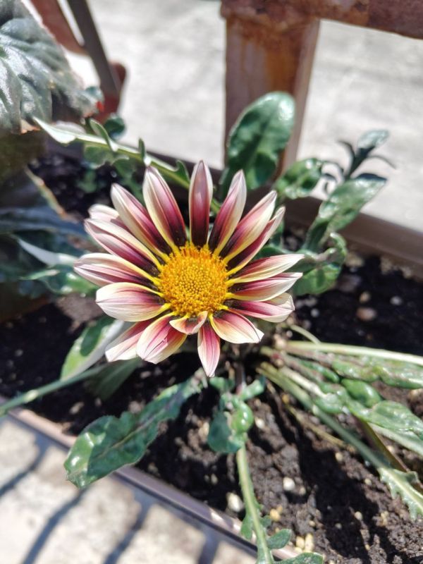 #Что это цветет?. Этот яркий однолетник раскрывает свои лепестки только навстречу солнцу, а в пасмурную погоду скромно складывает их. Его крупные «ромашки» бывают жёлтыми, оранжевыми, розовыми и даже полосатыми! На родине, в...