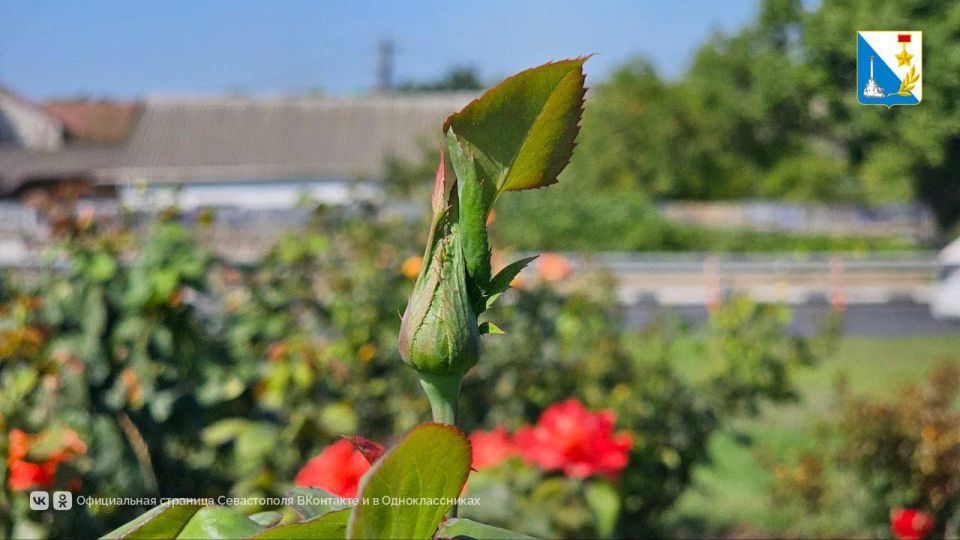 ��������� �� �������. ���������� ������� � ������� �������� � ������ � �������� �� ������ ��������-��������