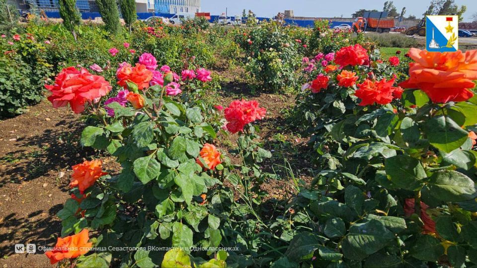 ��������� �� �������. ���������� ������� � ������� �������� � ������ � �������� �� ������ ��������-��������