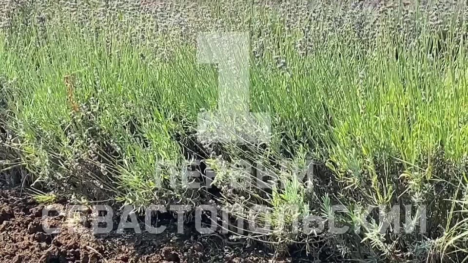 � ����������� ��������������� ��������� ������