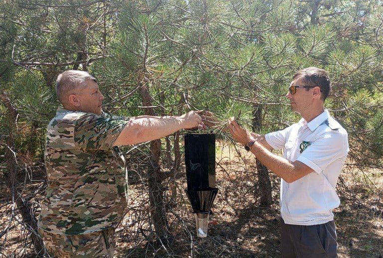 В севастопольских лесах появились «ловушки любви» для вредителей