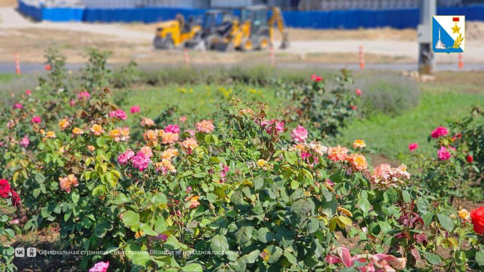 Ухаживаем за цветами. Сотрудники «Парков и скверов» работают с розами и лавандой на кольце Ревякина-Мельника