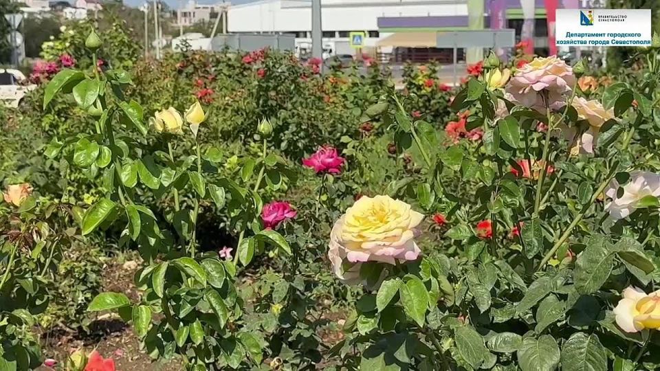 Розы – королевы сада, но чтобы они раскрыли всю свою красоту, им необходима правильная обрезка и уход