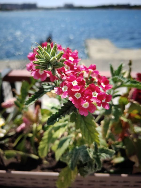 #Что за растение?. Этот душистый многолетник с мелкими яркими цветами, собранными в пышные зонтики, в древности считался магическим