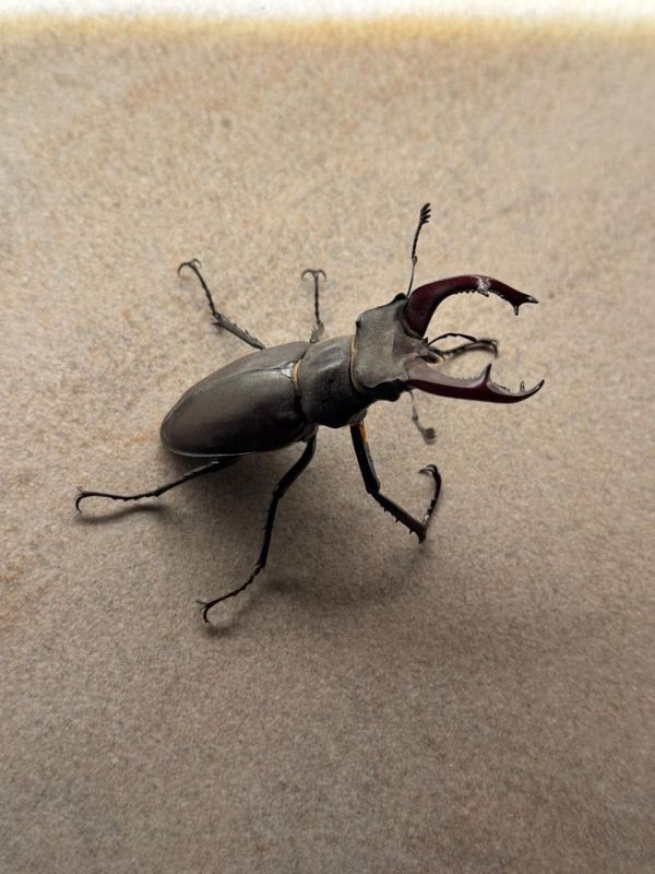 ���-�����: ������ ���� � ������� �������