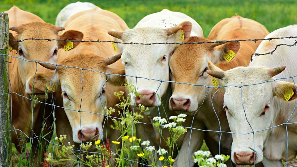 ��������������� �������� �������� ����� 10,5 ��������� ������ �� ������������ ������������