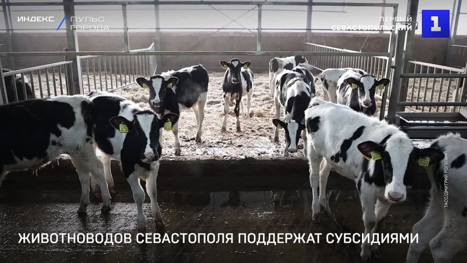 В Севастополе стартовал конкурс на субсидии для животноводов – подать заявку можно до 6 августа