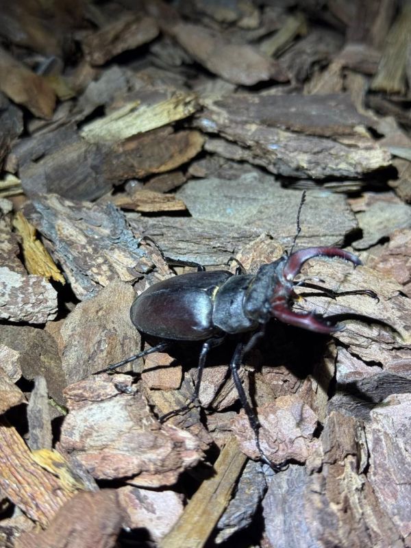 ���-�����: ������ ���� � ������� �������