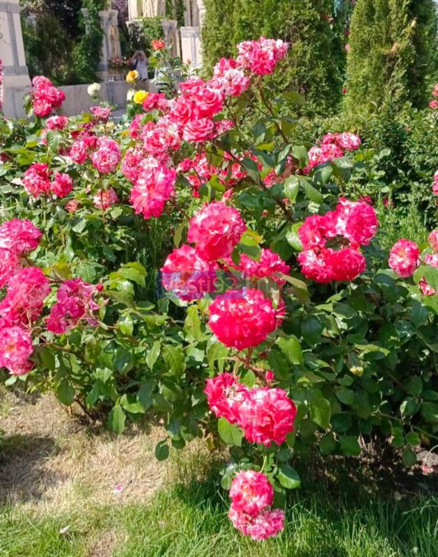 � ������ �����, �����������!