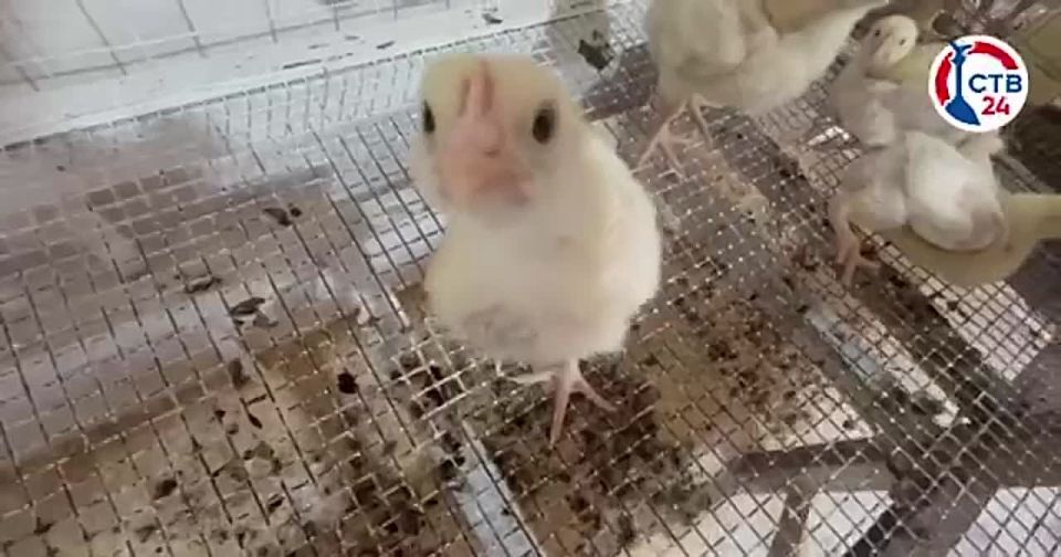 Благодаря господдержке в размере более 5 миллионов рублей в Севастополе развивается птичья ферма