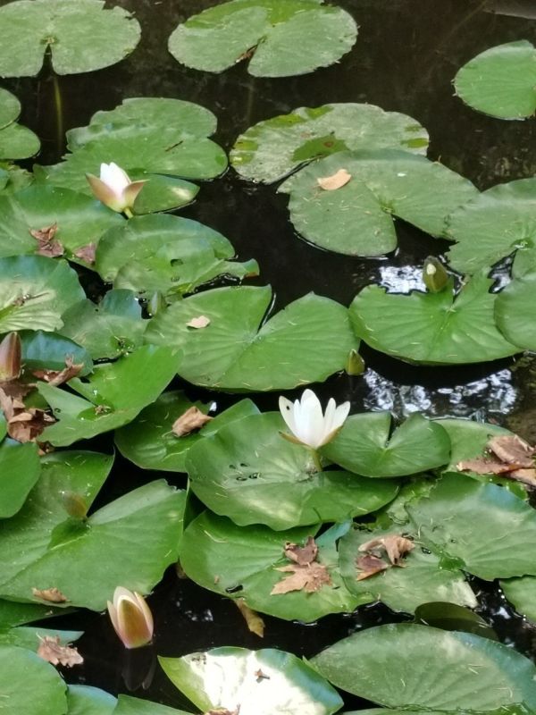 ������� ����, �����������!