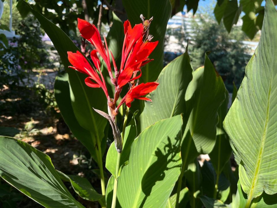 #Что это цветет?. Этот роскошный многолетник с огромными листьями и факельными соцветиями называют "садовым бананом"