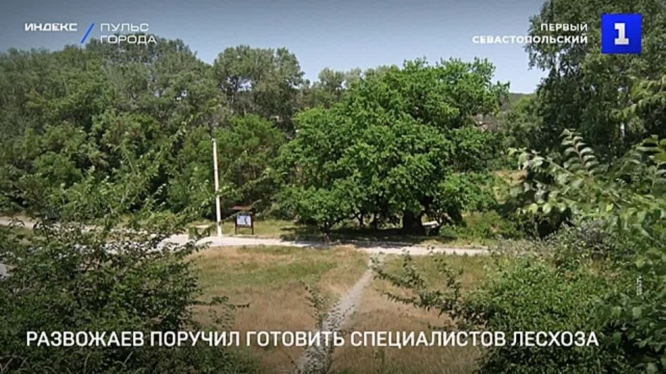 Готовить специалистов лесхоза в Севастополе поручил губернатор
