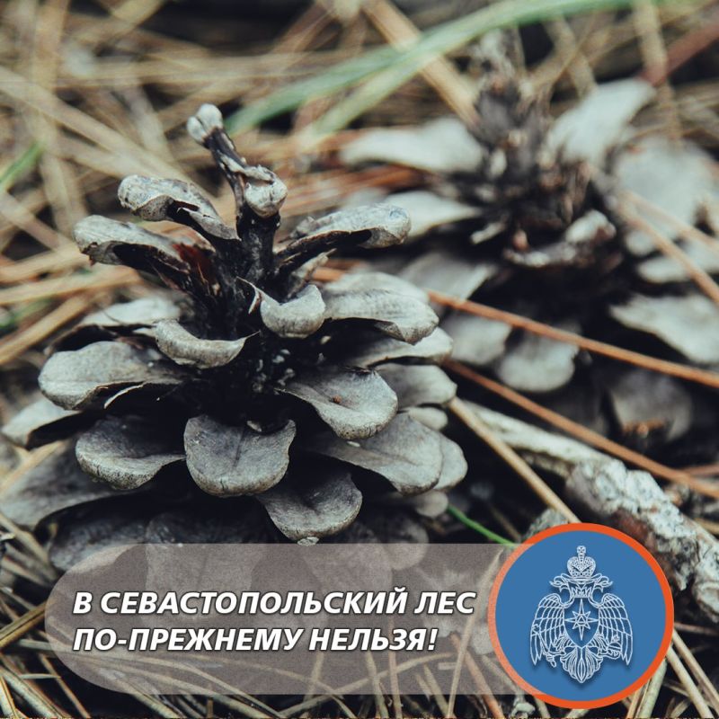 В Севастополе продлили запрет на посещение лесов до 20 августа