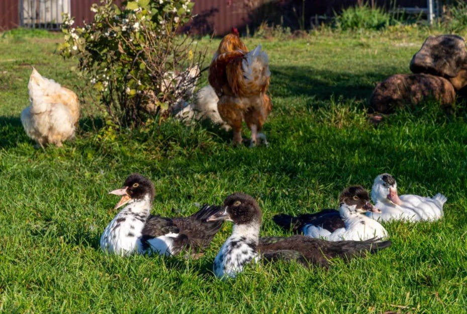 ����������� ��������: �� ��� ����� �������� ���������� ����� � �����������