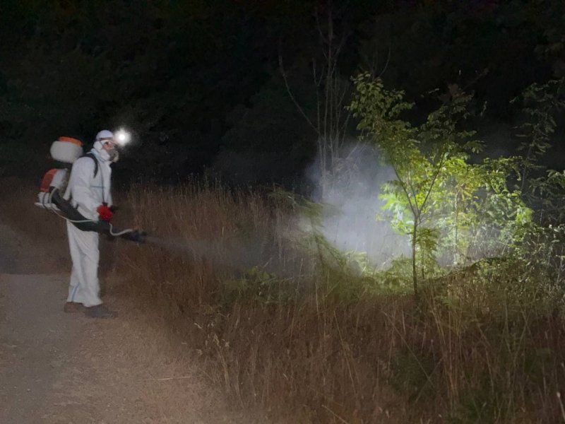 Зелёные зоны Севастополя продолжают обрабатывать от белой американской бабочки