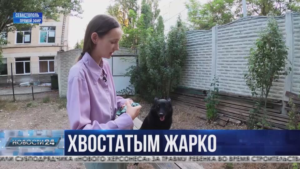 Собакам тоже жарко. Как не перегреть питомца и избежать теплового удара?