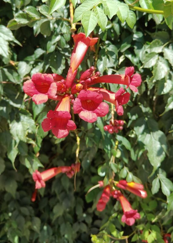 #��� ��� ������?. ���� ������ ����������� � ��������� ���������� ������� �������� "����� �������" �� ������������� ����