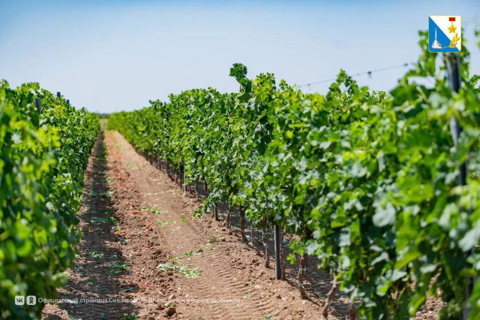 Увеличили господдержку виноградарства на 68%