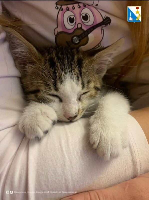 Продолжаем вакцинацию. На этой неделе специалисты госветслужбы проведут вакцинацию собак и кошек против бешенства 9 августа: с 10:00 до 12:00 в микрорайоне Мекензиевы горы: