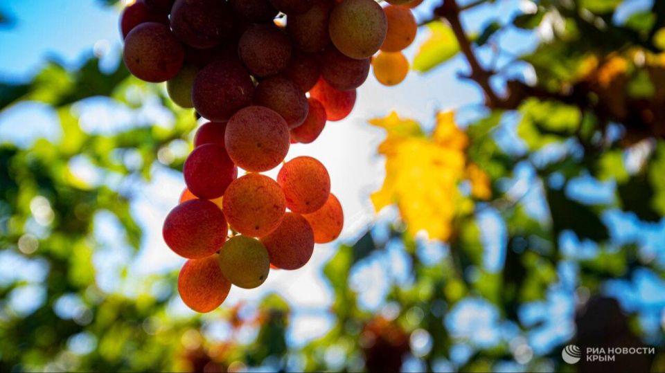 28 тысяч тонн винограда планируют собрать в Севастополе за 2025 год
