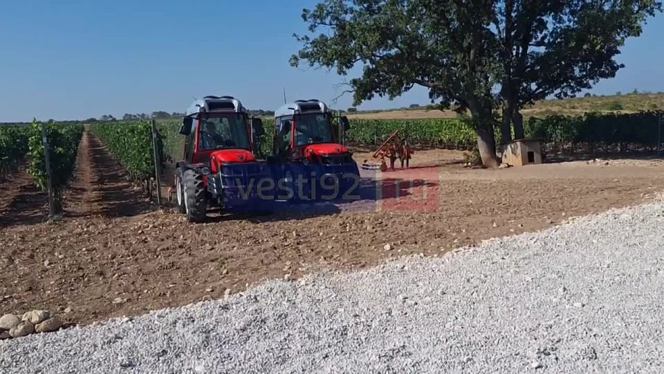 Площадь хозяйства составляет 26 гектаров, на которых выращивают 16 сортов винограда