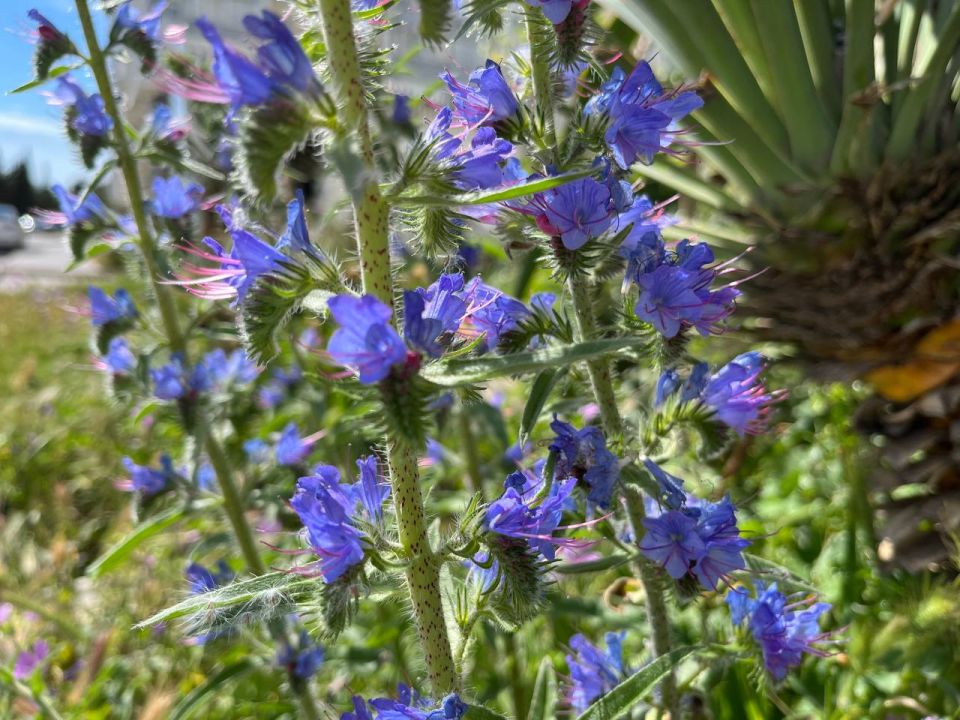 #Что это цветет?. Это растение сначала заявляет о себе ярко-розовыми бутонами, а потом удивляет – его цветы постепенно меняют цвет на синий! За эту особенность его прозвали "растительным хамелеоном"