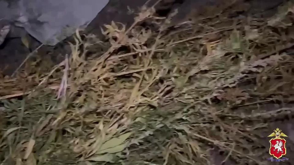 748 кустов конопли и 0,5 кг марихуаны изъяла полиция Севастополя у «наркоагронома»