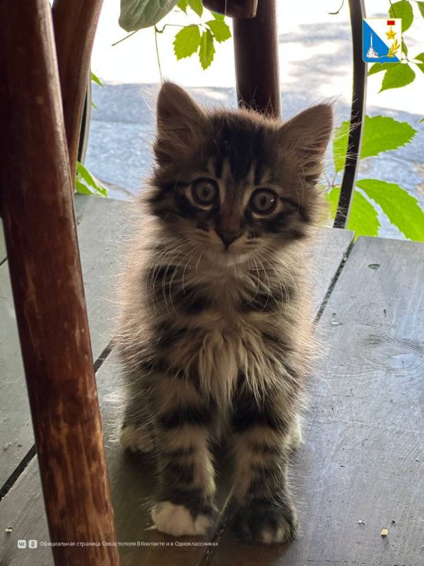 2 августа госветслужба Севастополя провела выездную бесплатную вакцинацию собак и кошек против бешенства в Ленинском районе