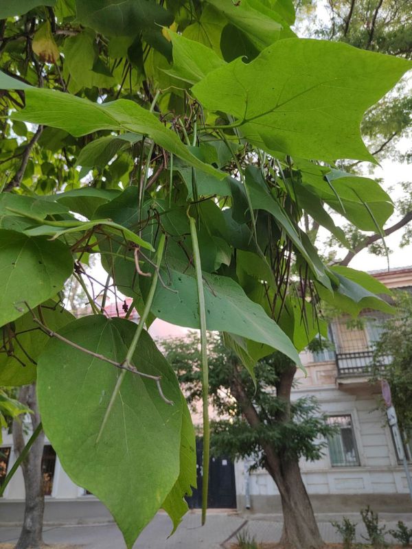 #��� �� ��������?. ��� ������ ���������� ������� �� � ����� ������! ��� �������� ������������ ������ ������� ����������� ������, � ����� ��� ���������� �������� ����������, �������� �� �������