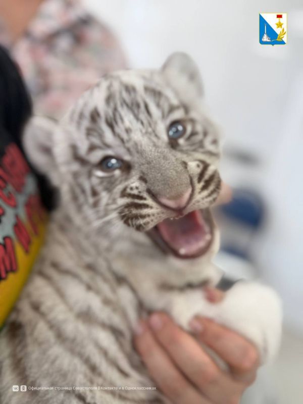 ��������������� ���������� ������ 1200 ����� � ������ ����