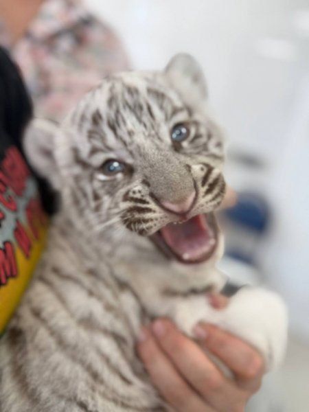 ��������������� ���������� ������� ������� �� �����