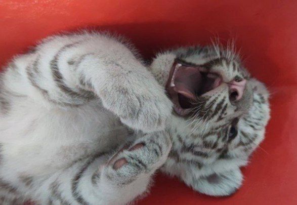 ��������������� ���������� ������� ������� �� �����