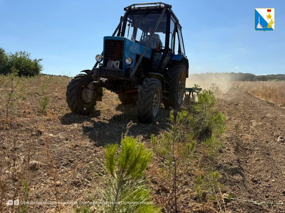 Ухаживаем за лесом. Севастопольские лесники ухаживают за молодым высаженными растениями, проводят механизированную обработку междурядий и убирают сорняки