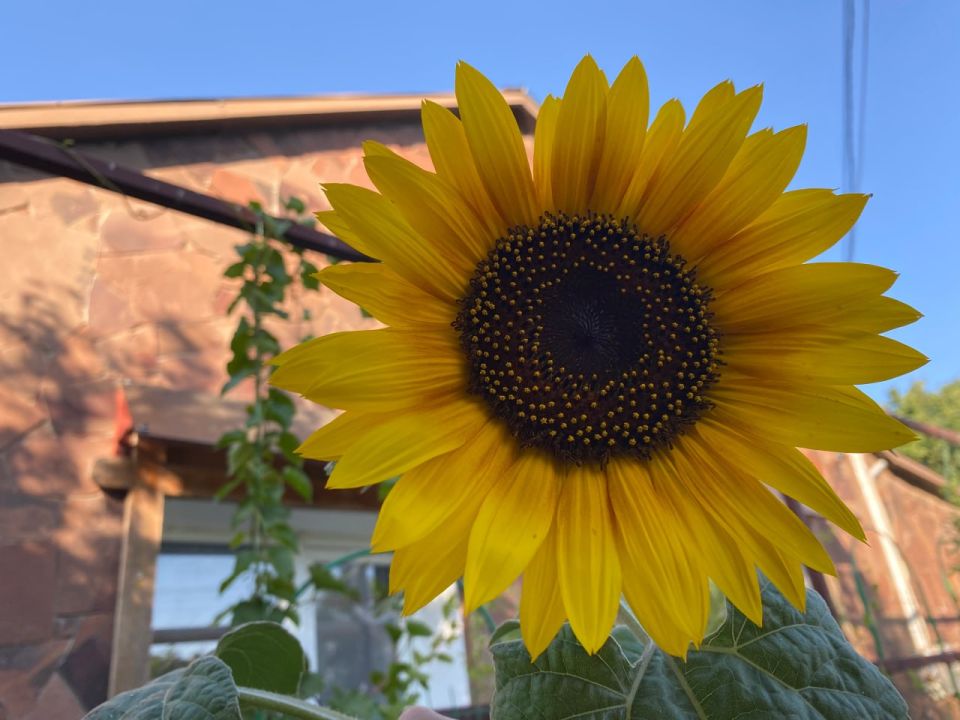 ������� ������ � ����� �� 7 �������