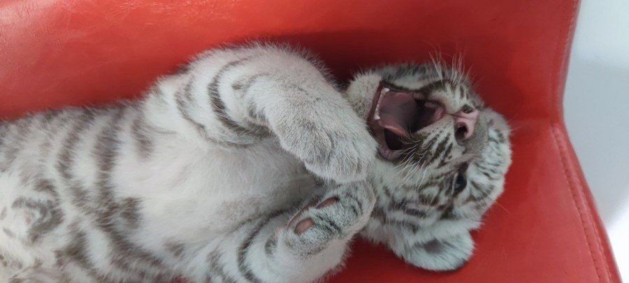 ��������������� ������������ ���������������� �������������� �������� ��������� ������� ��� ������� � �������� � ���������